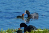 Eurasian Coot/Sothna/with pull