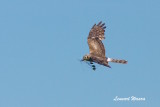 Montagues Harrier/ngshk/female with nesting material
