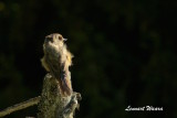 Siberian Jay/Lavskrika/juv. Ungfgel 1k