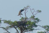 Osprey,1k, landing on nest - 2