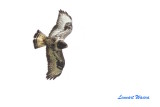 Rough-legged Buzzard/Fjllvrk