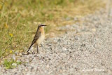 Stenskvtta/Northern Wheatear