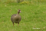 Blsgs / Greater White-fronted Goose / Juv