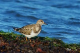 Roskarl / Ruddy Turnstone