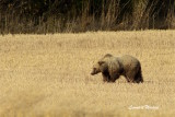 Brun bjrn hane / Brown bear male