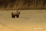 Brun bjrn hane / Brown bear male