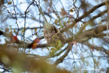 Pungmesbo / Eurasian Penduline Tit, nest