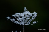 Frostnupen hst blomma / Frosty autumn flower