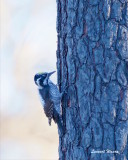 Tretig hackspett / Three-toad Woodpecker