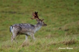 Dovhjort / Fallow Deer
