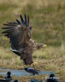 Havsrn / White-tailed Eagle / Ad.