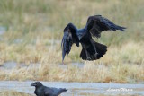 Korp / Common Raven