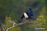 Orre / Black Grouse, male