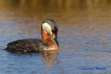 Grhakedopping / Red-necked Grebe