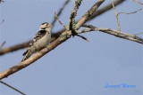 Mindre hackspett hona / Lesser Spotted Woodpecker
