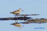 Krrsnppa / Dunlin