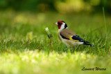 Steglits / European Goldfinch