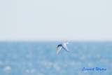 Silvertrna/Arctic Tern