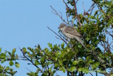 Hksngare / Barred Warbler