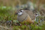 Fjllpipare / Eurasian Dotterel