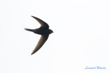 Tornseglare / Common Swift