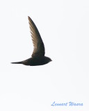 Tornseglare / Common Swift