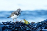 Roskarl / Ruddy Turnstone