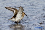 Krrsnppa / Dunlin / Juv