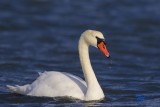 Knlsvan / Mute Swan