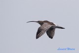 Storspov / Eurasian Curlew