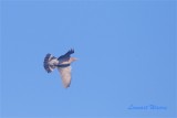 Ringduva / Common Wood Pidgeon