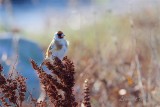 Steglits / European Goldfinch