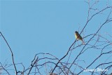 Sibirisk jrnsparv / Siberian Accentor