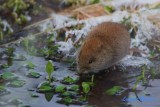 Skogssork / Forest vole