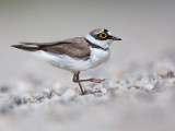 KleinePlevier; Little Ringed Plover