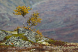 Dovrefjell