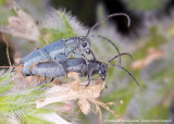 Phytoecia (Opsilia) coerulescens