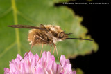 Bombilidae