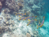 Maldives underwater-2290.jpg