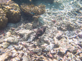 Maldives underwater-2320.jpg