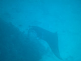 Maldives underwater-2405.jpg