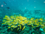 Maldives underwater-2422.jpg