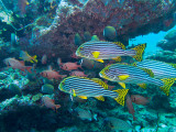 Maldives underwater-2448.jpg