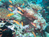 Maldives underwater-2453.jpg