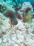 Maldives underwater-2458.jpg