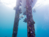 Raja Ampat underwater-3705.jpg