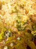 Raja Ampat underwater-3802.jpg