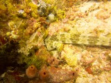 Raja Ampat underwater-3803.jpg