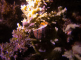 Raja Ampat underwater-3825.jpg