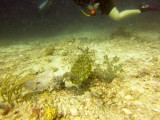 Raja Ampat underwater-3876.jpg